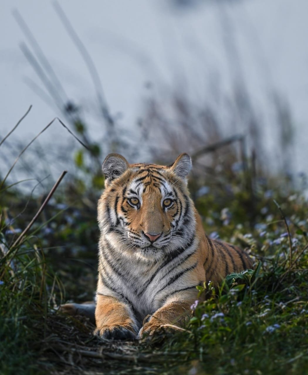 3 Days Jim Corbett Tour